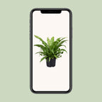 Asplenium Antiquum (fugleredbreg) – Ø23 cm, 60 cm høj