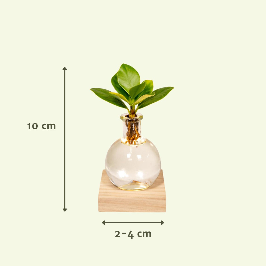 Clusia en verre Samoa – Ø4 cm, 10 cm de haut – photo 4