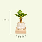 Clusia en verre Samoa – Ø4 cm, 10 cm de haut