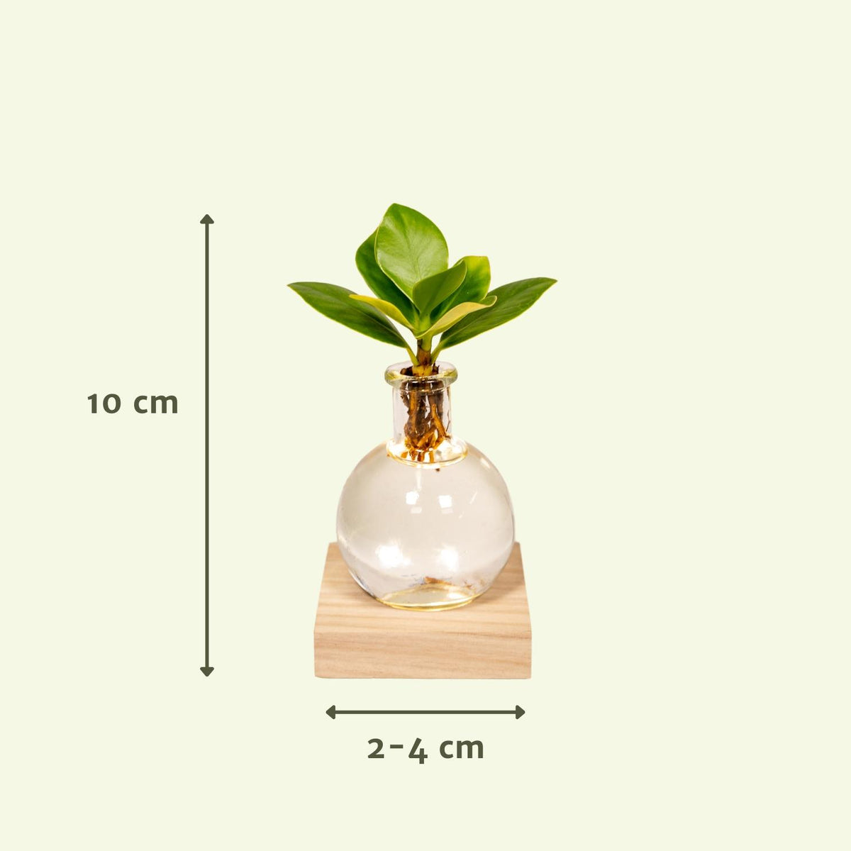 Clusia im Samoa-Glas – Ø 4 cm, 10 cm hoch