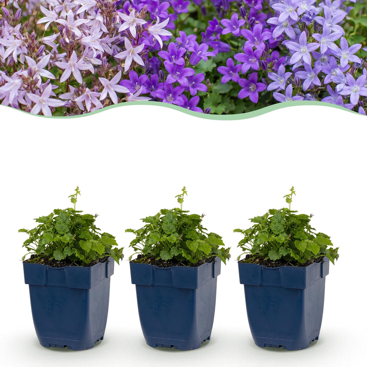 Campanula portenschlagiana 'Tricolour' (perzikbladklokje) – paars-roze-wit – 12 planten, Ø11 cm, 15–25 cm hoog