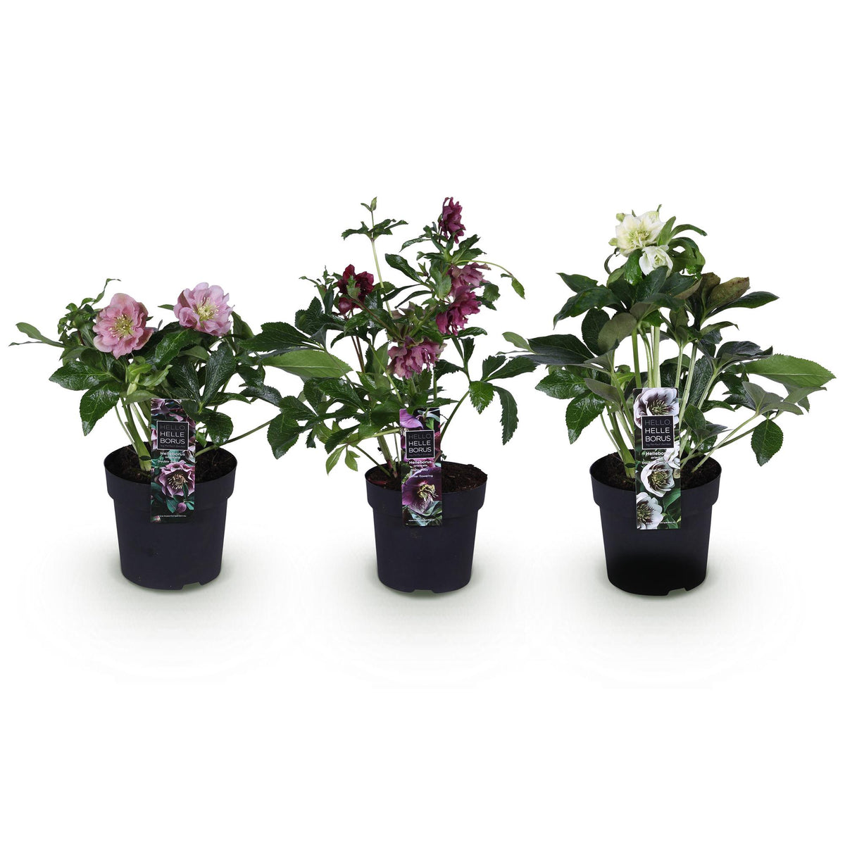 Helleborus orientalis 'Double Tricolour' (Christrose) – rosa – 3 Pflanzen, Ø 14 cm, 35 cm hoch