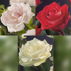 Rosa 'Tricolour' (pink, white and red flowers) – 3 plants, Ø11 cm, 40 cm high
