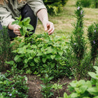 Borderpakket theekruiden – 6 planten, Ø11 cm, 15–25 cm hoog
