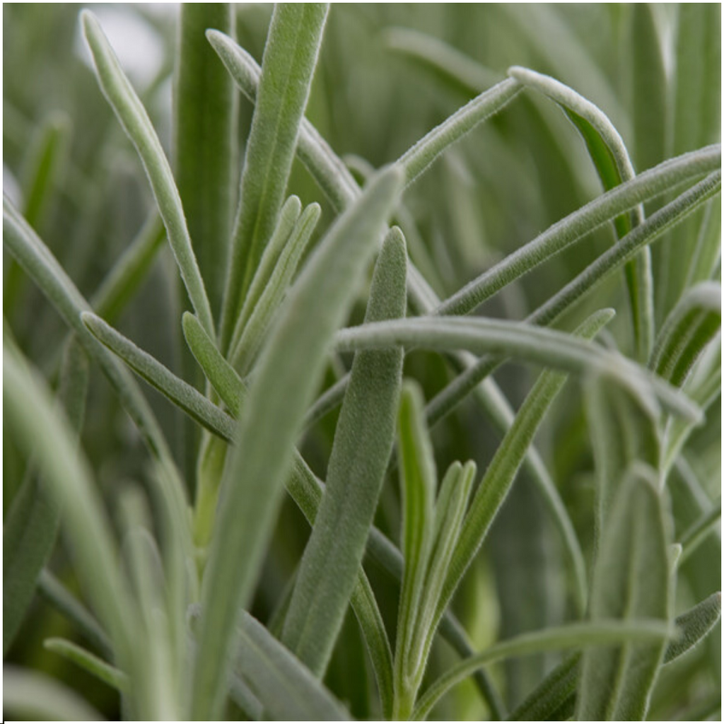 Lavender (Lavandula) – 4 plants, Ø7 cm, 15 cm high – photo 3