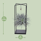Tillandsia Cube Mix 1 Stück (Luftpflanze) – Ø20 cm, 20 cm hoch