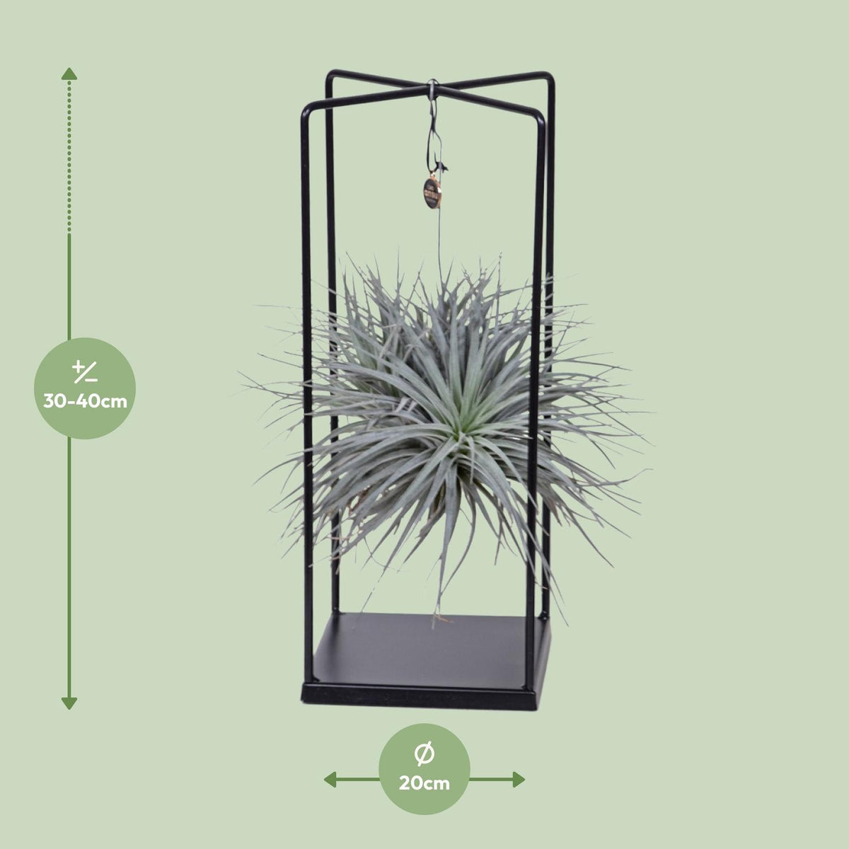 Tillandsia Cube Mix 1 Stück (Luftpflanze) – Ø20 cm, 20 cm hoch