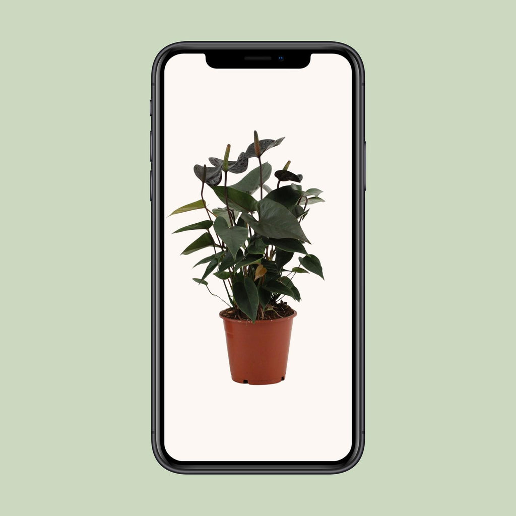 Anthurium Black Love in durchsichtiger Folie (Flammenlilie) – Ø 12 cm, 36 cm hoch