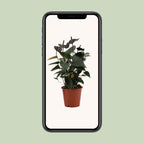 Anthurium Black Love in durchsichtiger Folie (Flammenlilie) – Ø 12 cm, 36 cm hoch