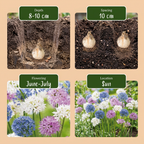Sierui 'Buzzing Beauties' – 60 bulbes (taille 6/7)