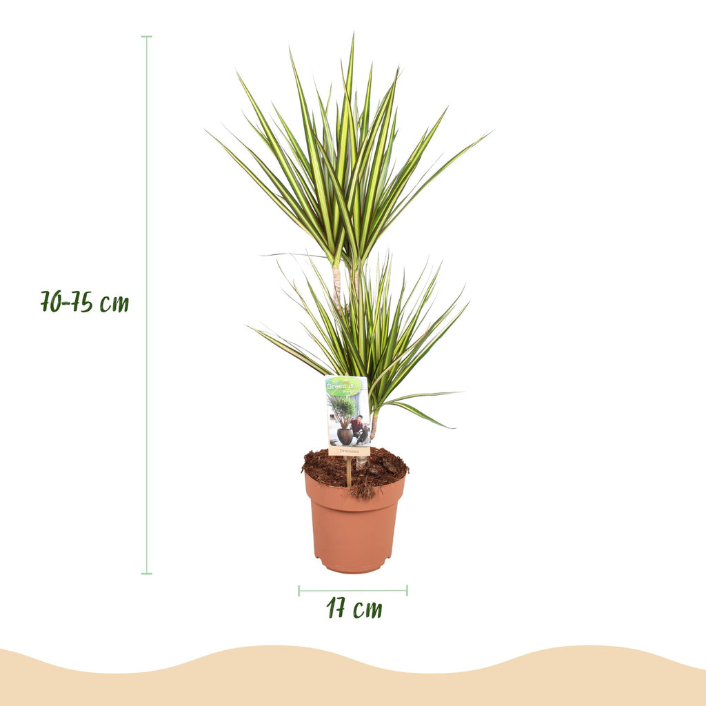 2× Dracaena Sunray (dragon tree) – Ø17 cm, 70–75 cm high – photo 3