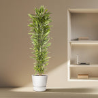 Dracaena Cintho vertakt (drakenboom) – Ø40 cm, 210 cm hoog