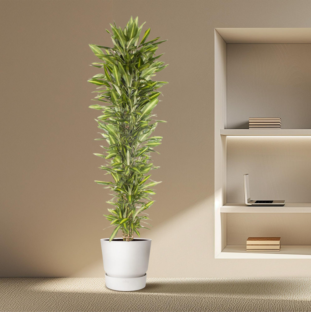 Dracaena Cintho vertakt (drakenboom) – Ø40 cm, 210 cm hoog