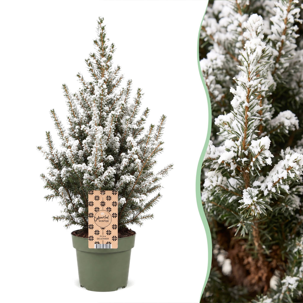 2× Picea glauca Conica (Weihnachtsbäumchen) – Ø17 cm, 65 cm hoch – weiß