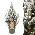 2× Picea glauca Conica (Weihnachtsbäumchen) – Ø17 cm, 65 cm hoch – weiß