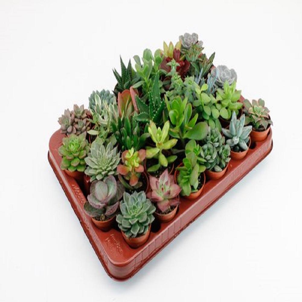 30× Fedtplanter – Ø6 cm
