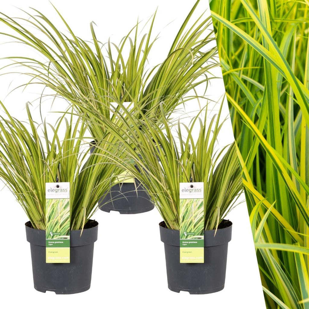 Acorus gramineus 'Ogon' (flamegrass) – 3 plants, Ø14 cm, 30 cm high