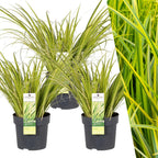 Acorus gramineus 'Ogon' (flamegrass) – 3 plants, Ø14 cm, 30 cm high