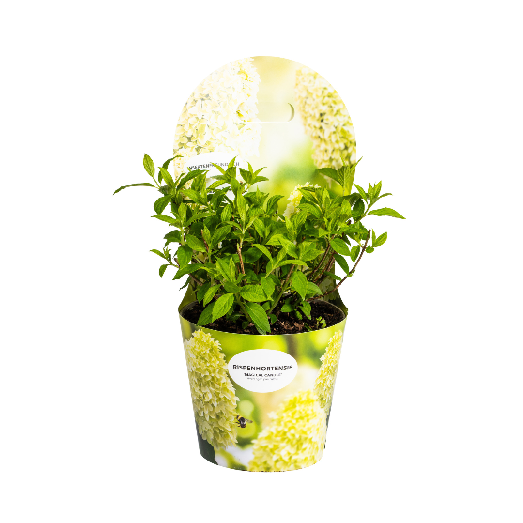Hydrangea paniculata 'Magical Candle Potcover' (hortensia) – Ø19 cm, 30–40 cm hoog