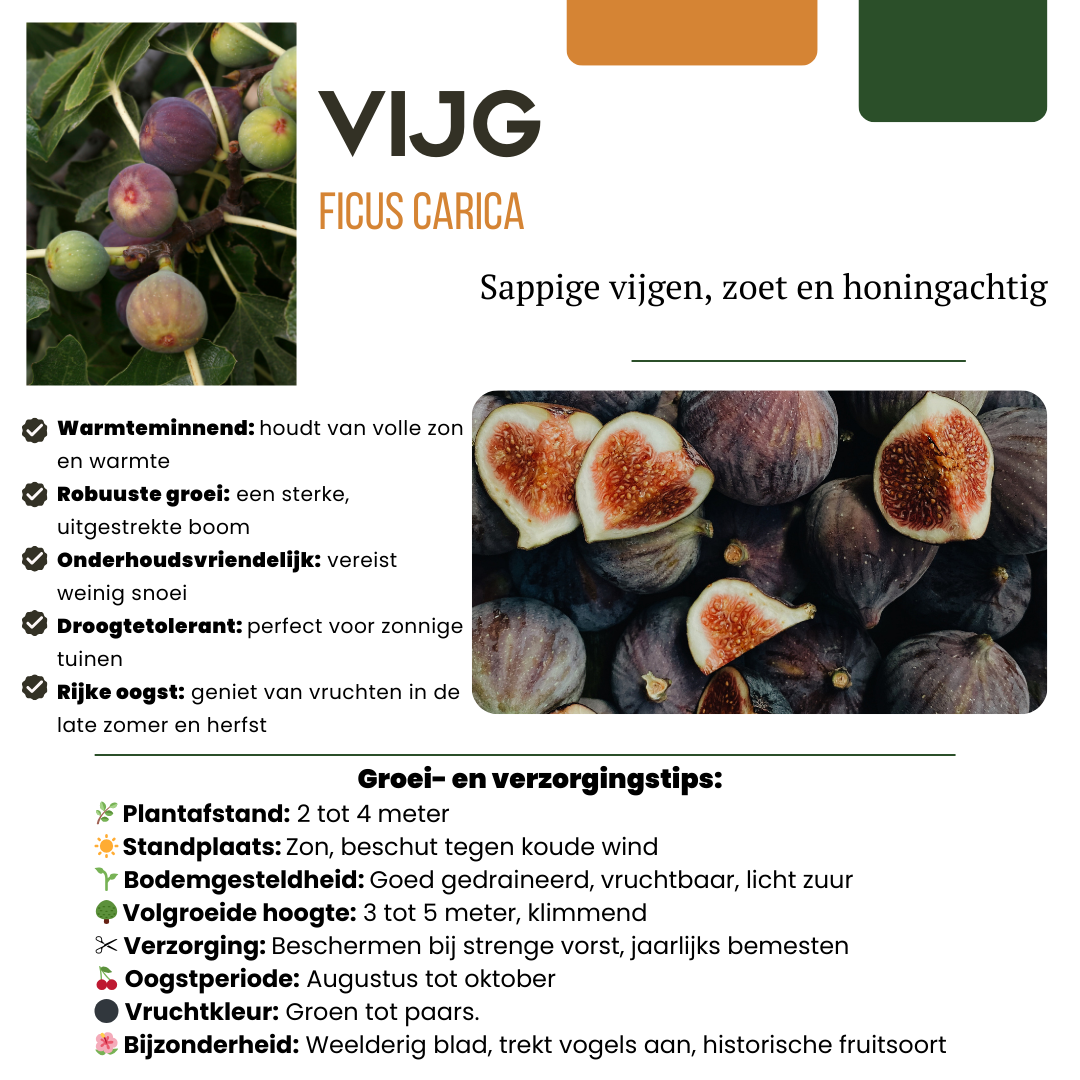 Vijgenboom (Ficus carica) biologisch – 3 planten, Ø13 cm, 20 cm hoog