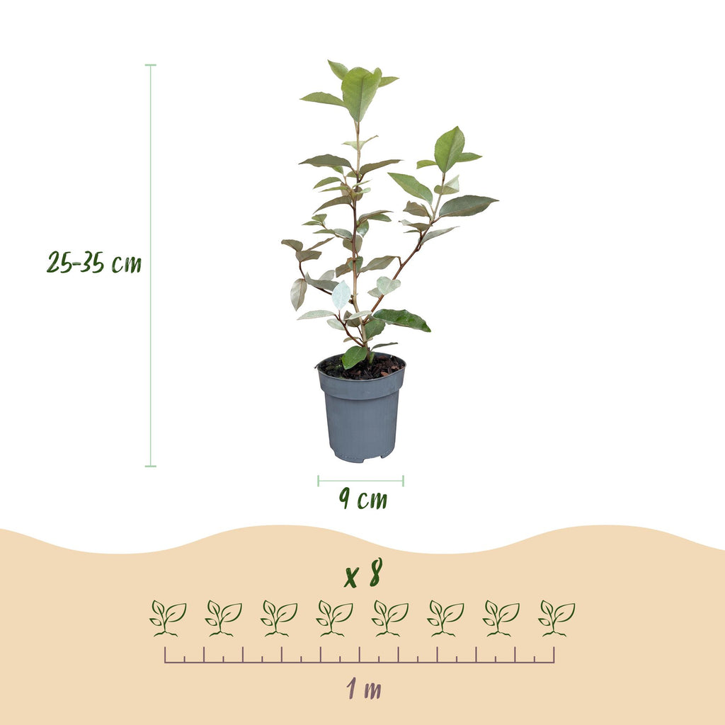 Olijfwilg (Elaeagnus) – 16 planten, Ø9 cm, 25–35 cm hoog – foto 4