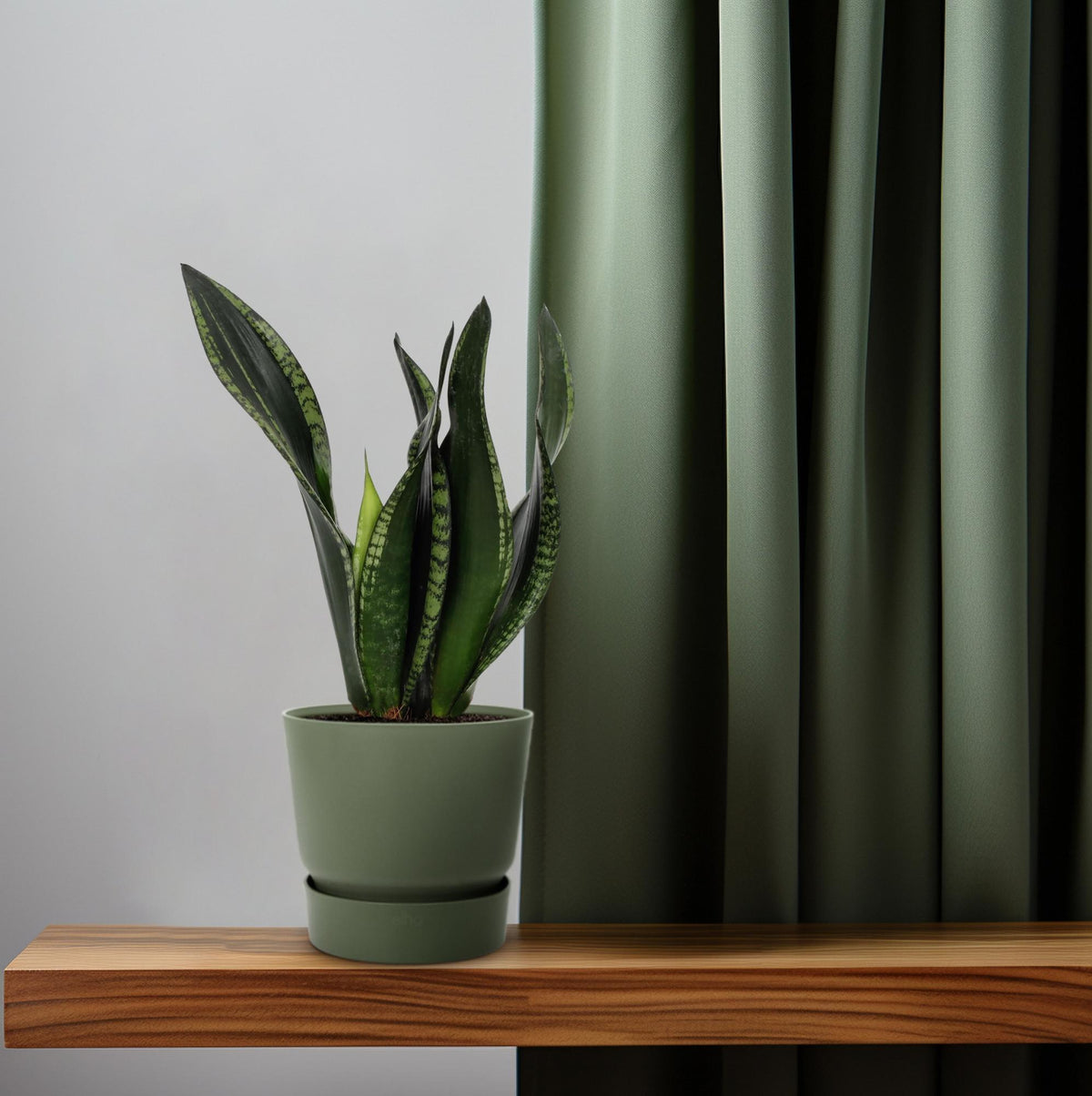 Sansevieria Whitney (vrouwentong) – Ø12 cm, 27 cm hoog