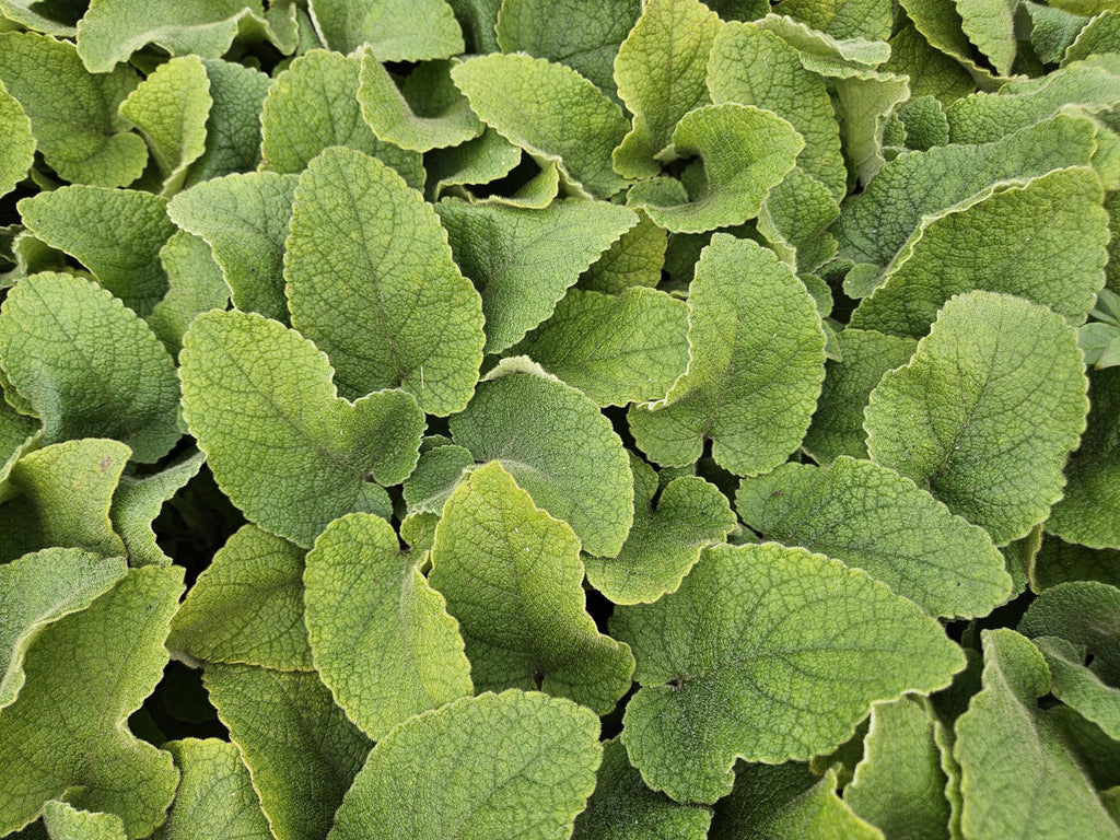 Phlomis russeliana (Russel-Königskerze) – 60 Pflanzen, Ø 9 cm, 10–25 cm hoch – Bild 6