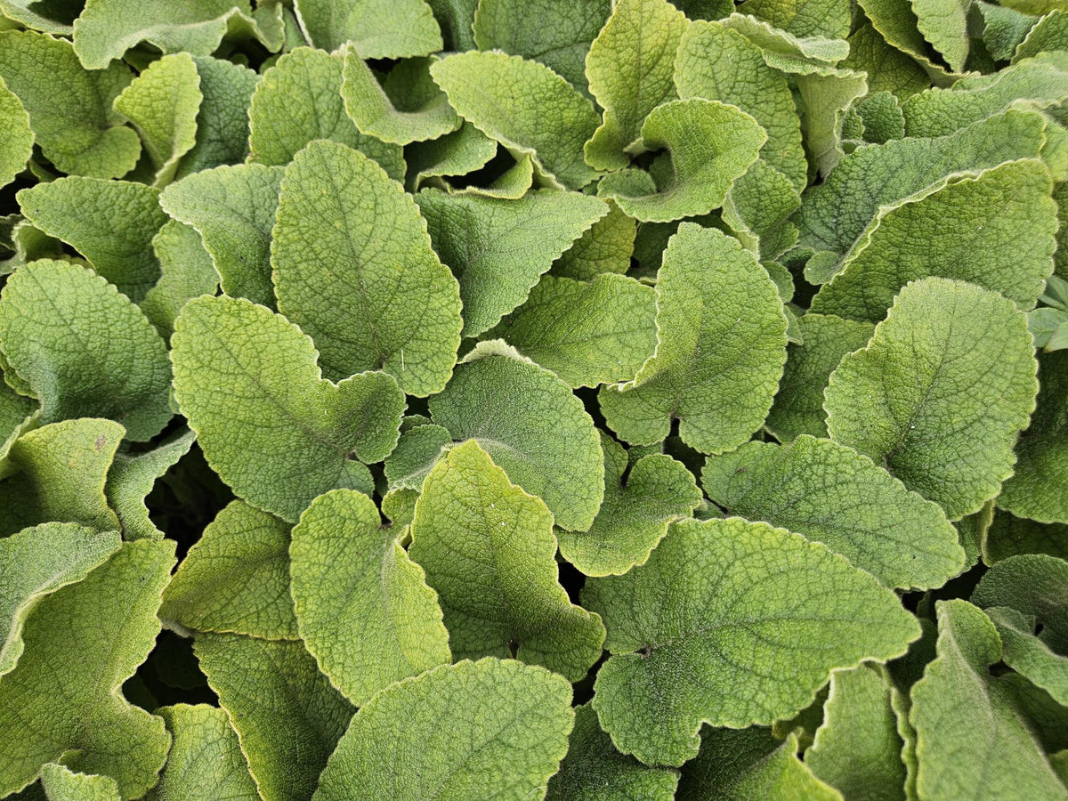Phlomis russeliana (Russel-Königskerze) – 60 Pflanzen, Ø 9 cm, 10–25 cm hoch – Bild 6
