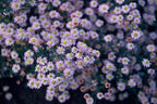 Aster ageratoides 'Stardust' – 48 planten, Ø9 cm, 10–25 cm hoog