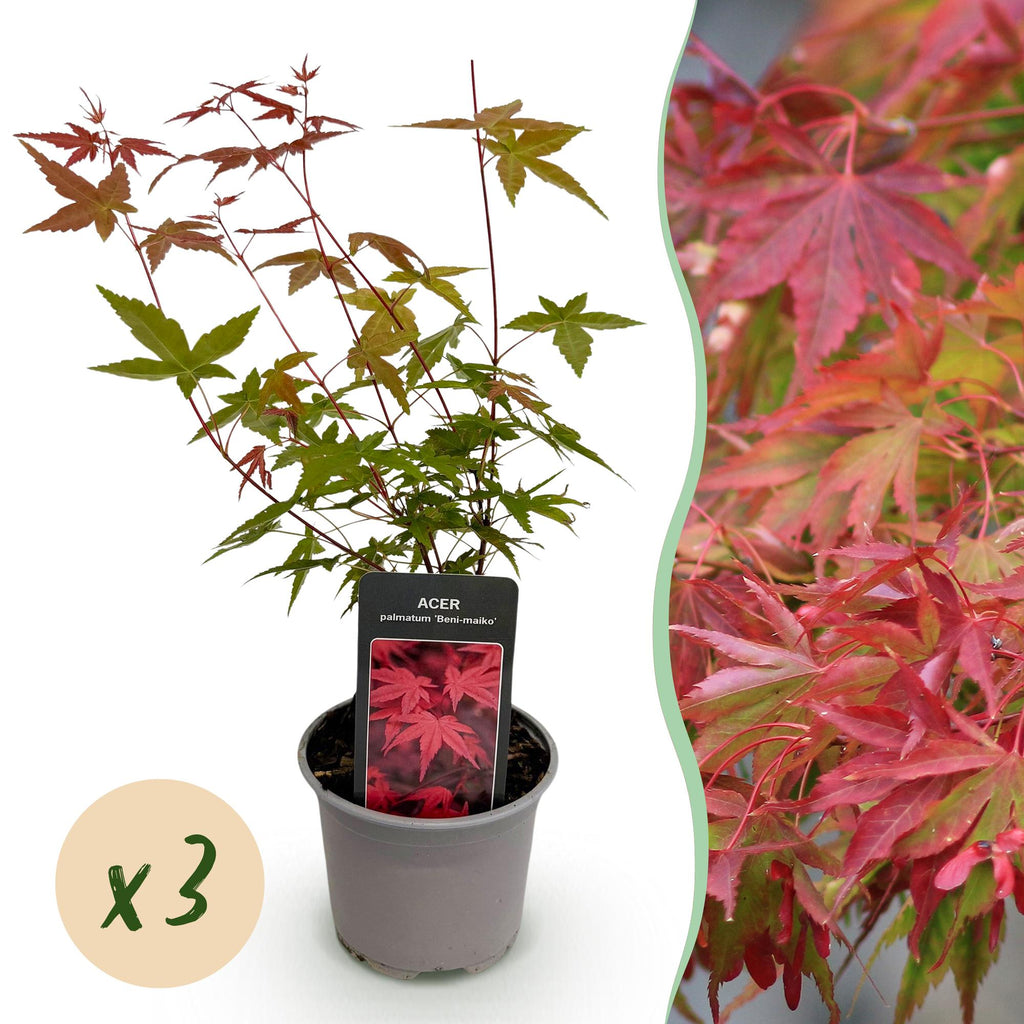 Acer palmatum 'Beni-maiko' (Japanse esdoorn) – rood – 3 planten, Ø12 cm, 35 cm hoog