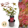 Acer palmatum 'Beni-maiko' (Japanse esdoorn) – rood – 3 planten, Ø12 cm, 35 cm hoog