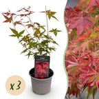 Acer palmatum 'Beni-maiko' (Japanse esdoorn) – rood – 3 planten, Ø12 cm, 35 cm hoog