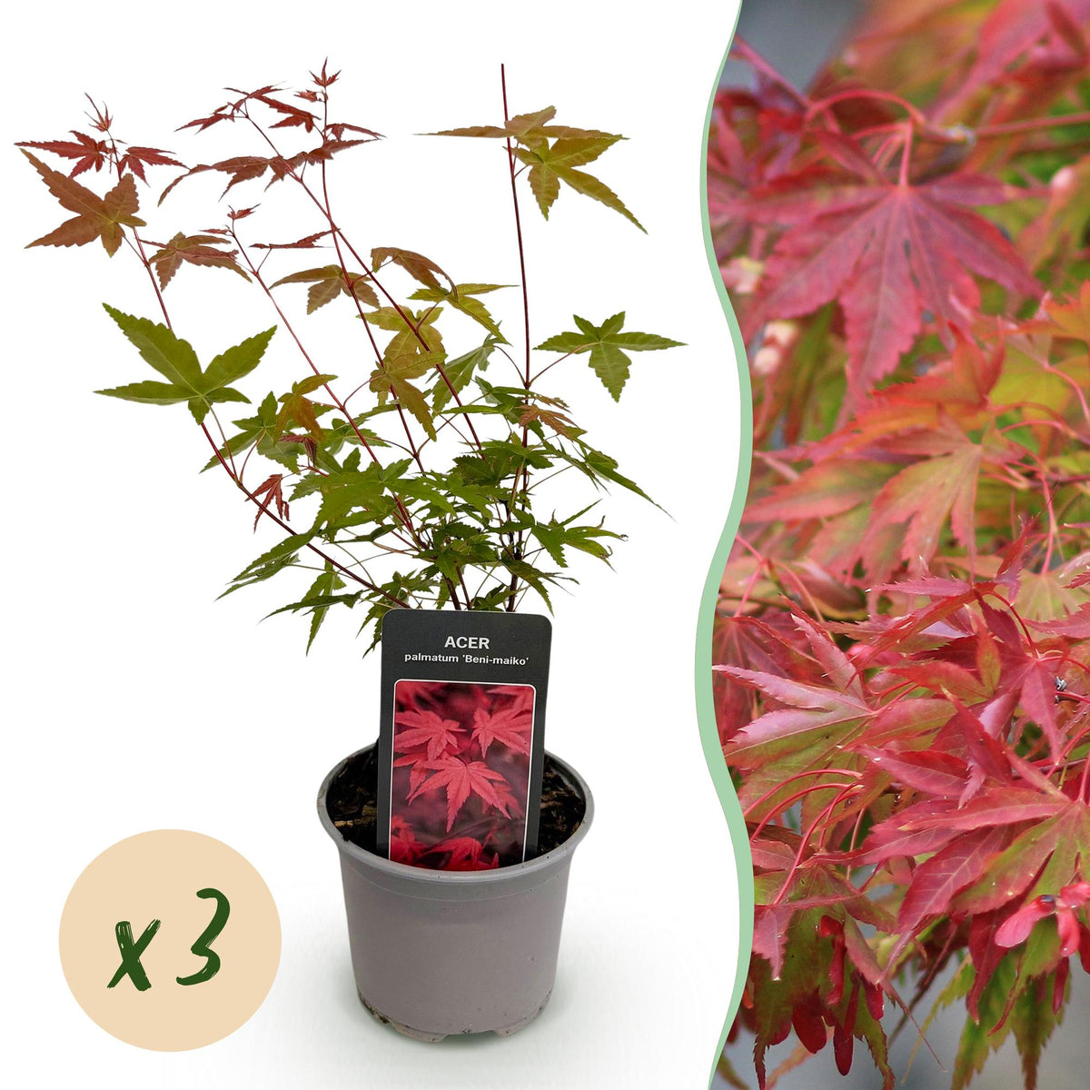 Acer palmatum 'Beni-maiko' (Japanse esdoorn) – rood – 3 planten, Ø12 cm, 35 cm hoog