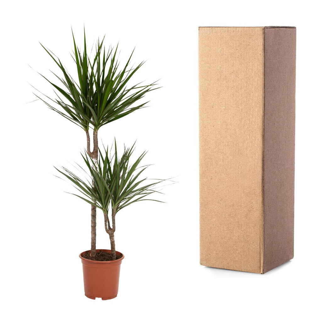Dracaena marginata (arbre dragonnier) – Ø19 cm, 100 cm de haut