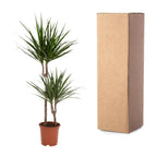 Dracaena marginata (arbre dragonnier) – Ø19 cm, 100 cm de haut