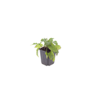 Symphytum grandiflorum (grande consoude) – 12 plantes, Ø9 cm, 10–25 cm de haut