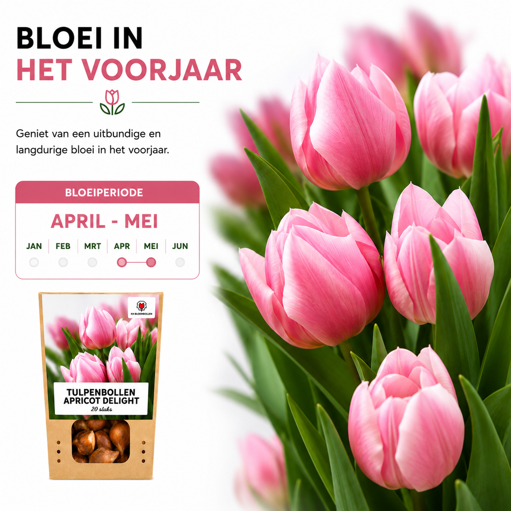 Tulpe 'Apricot Delight' – 20 Blumenzwiebeln (Zwiebelgröße 11/12)
