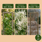 Fallopia aubertii (bruidssluierplant) – wit – 4 planten, Ø9 cm, 35 cm hoog