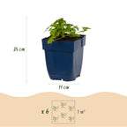 Geranium macrorrhizum 'Spessart' (Storchschnabel) – rosa-weiß – Ø11 cm, 15–25 cm hoch