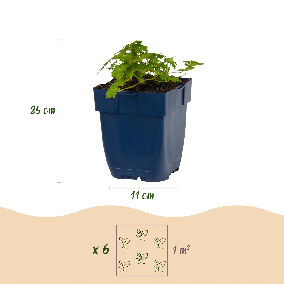 Geranium macrorrhizum 'Spessart' (Storchschnabel) – rosa-weiß – Ø11 cm, 15–25 cm hoch – Bild 3