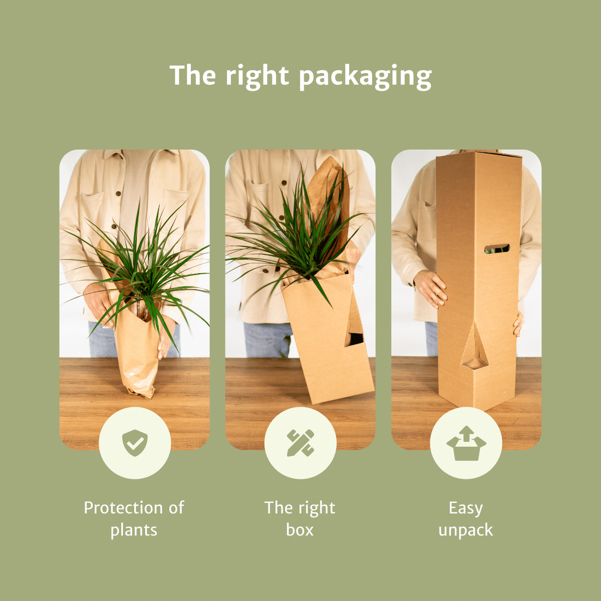 10× Tillandsia Air mix (luchtplantje) – Ø6 cm, 6 cm hoog