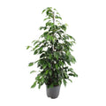 Ficus benjamina Danielle (Weihnachtsfeige) – Ø 21 cm, 95 cm hoch