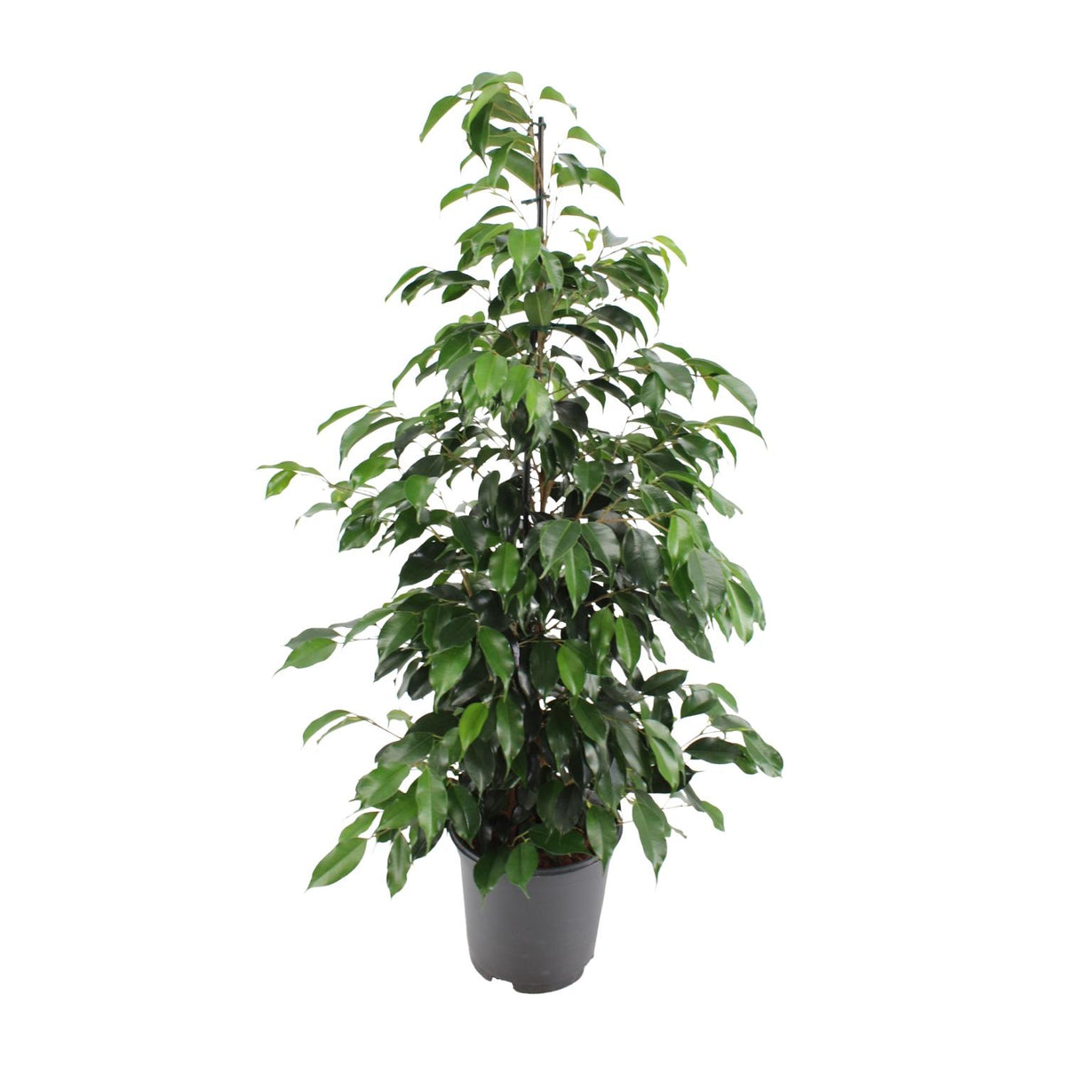 Ficus benjamina Danielle (treurvijg) – Ø21 cm, 95 cm hoog