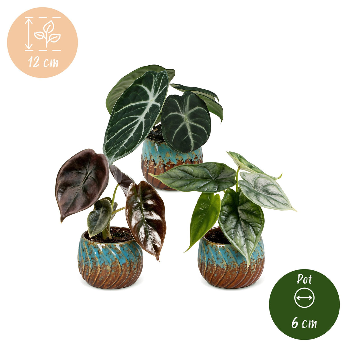 3× Baby Alocasia Tricolour (Elefantenohr) inkl. Copper Reef – Ø6 cm, 12 cm hoch
