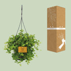 Peperomia Rotundifolia – Ø15 cm, 25 cm hoog