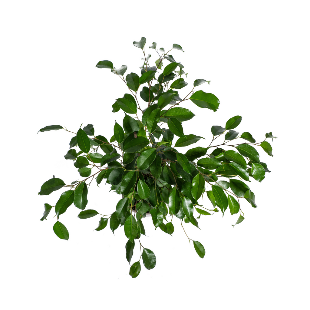 Ficus benjamina Exotica (Weiner-Ficus) – Ø 17 cm, 60–80 cm hoch