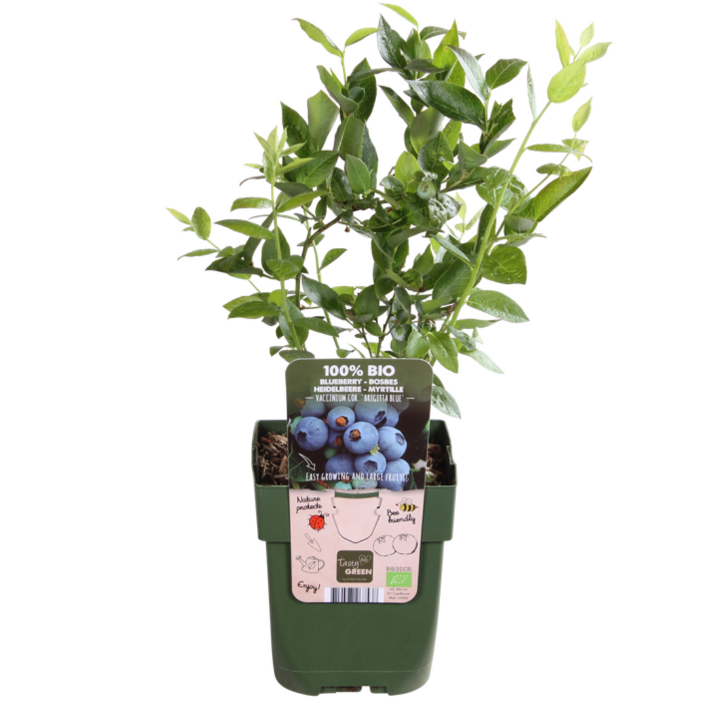 Organic bunchberry (Vaccinium corymbosum) – 6 plants, Ø13 cm, 20 cm high – photo 6