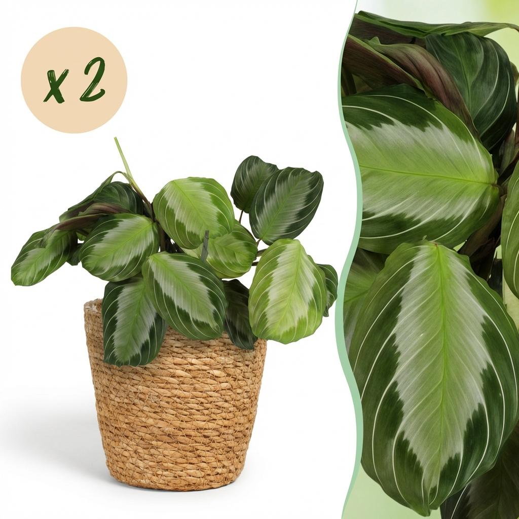 2× Maranta Fascinator Silverband (Gebetsstaude) mit Körbchen – Ø 12 cm, 25 cm hoch