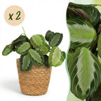 2× Maranta Fascinator Silverband (Gebetsstaude) mit Körbchen – Ø 12 cm, 25 cm hoch