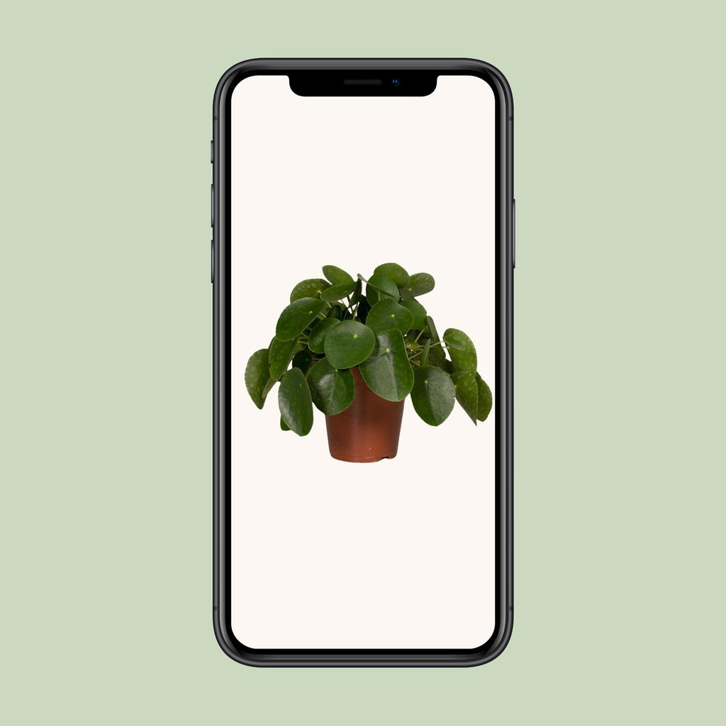 Pilea Peperomiodes – Ø15 cm, 25 cm hoog